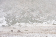 Début d'hiver