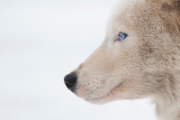 Koda