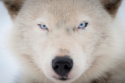 Koda