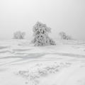 Le combat : Col du Pendu, Neige