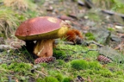 Boletus Pinicola