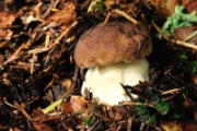 Boletus Edulis