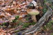 Boletus Edulis
