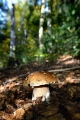 Boletus Edulis