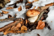 Boletus Pinicola