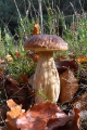 Boletus Edulis