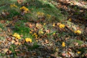 Cantharellus cibarius