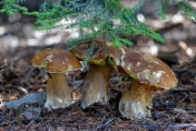 Boletus Edulis