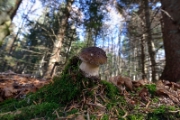 Boletus Edulis
