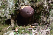 Boletus Pinicola