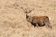 Red Deer