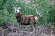 Red Deer