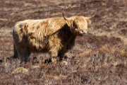 Highlands Cows