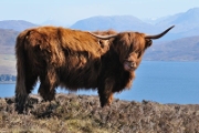 Highlands Cows