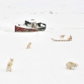 La place du port : Chiens, Groenland