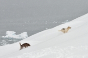 Les chiens
