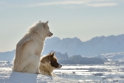 Les chiens