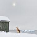 Les chiens