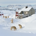 Tiniteqilaaq