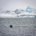 Phoque : Banquise et icebergs, Islande, Jökulsárlón, Phoques
