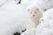 Faune