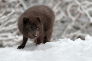 Renard polaire