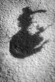 DSC 1260 2